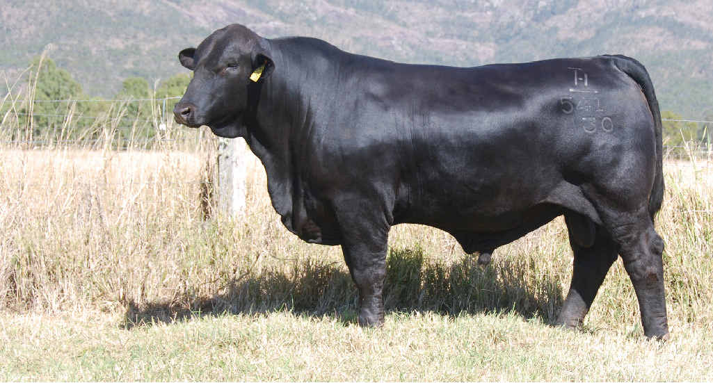 RECORD BREAKER: Telpara Hills Van Damme was the top-priced bull – and an Australian record for this year – at this week’s Rockhampton Brangus Sale. RECORD BREAKER: Telpara Hills Van Damme was the top-priced bull – and an Australian record for this year – at this week’s Rockhampton Brangus Sale.